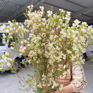 Thanh Liễu - Trắng A