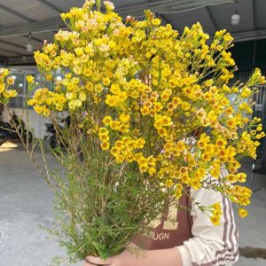 Thanh Liễu - Vàng A