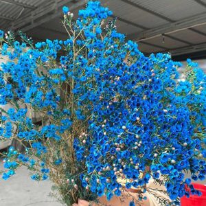 Thanh Liễu - Xanh Lam A