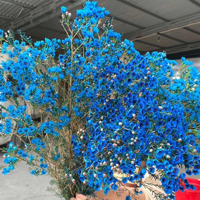 Thanh Liễu - Xanh Lam A