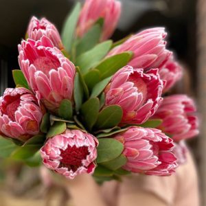 Thảo Đường Vệ Nữ Carnival