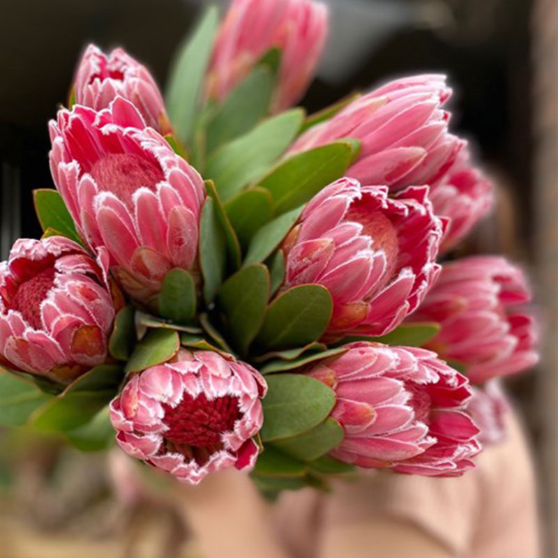 Thảo Đường Vệ Nữ Carnival