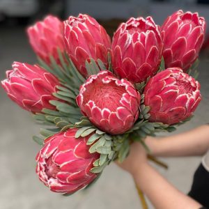 Thảo Đường Vệ Nữ Venus