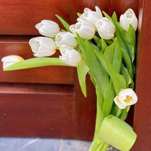 Tulip Antarctica - Hà Lan - Trắng 309