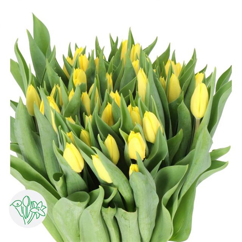 Tulip Yellow - Hà Lan - Vàng 337