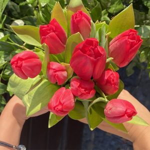 Tulip Curry - TLĐ đỏ