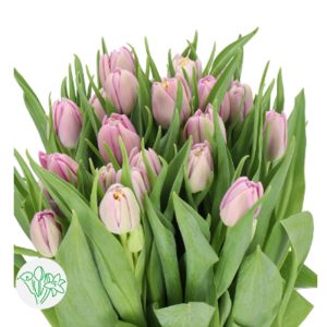 Tulip Double Kickstart - Hà Lan - Kép Tím Nhạt 451