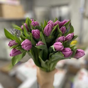 Tulip Double Double Princess - Hà Lan