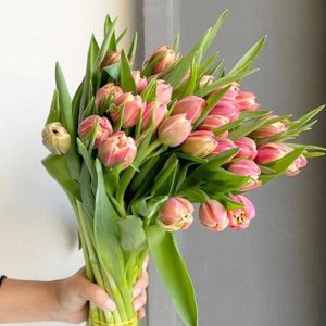 Tulip Double Flaming Columbus - Hà Lan - TLK viền