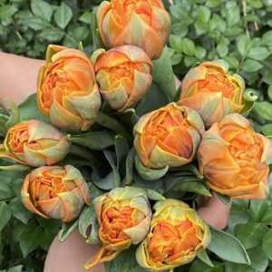 Tulip Double Orange - Hà Lan - Kép Cam 343