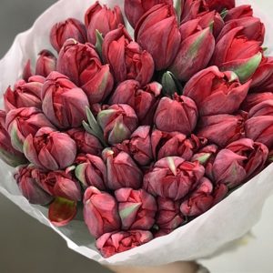 Tulip Double Red Princess - Hà Lan - Kép Đỏ 344