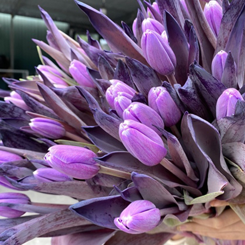 Tulip Dyed Pastel Violet - Hà Lan - Nhuộm Tím 437