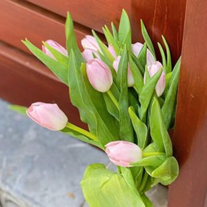 Tulip Dynasty - Hà Lan - Hồng 320