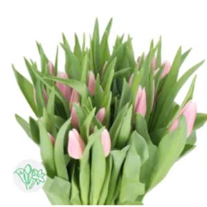 Tulip Gabrielle - Hà Lan - Hồng Nhạt 465