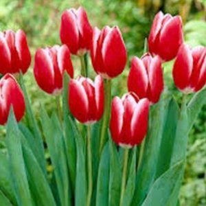 Tulip Kung-Fu - Hà Lan - Đỏ Viền Trắng 439