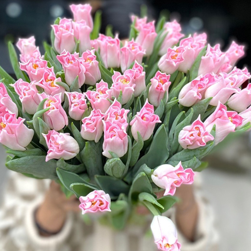 Tulip Lily Flowered Crown of Dynasty - Hà Lan - TLX Hồng