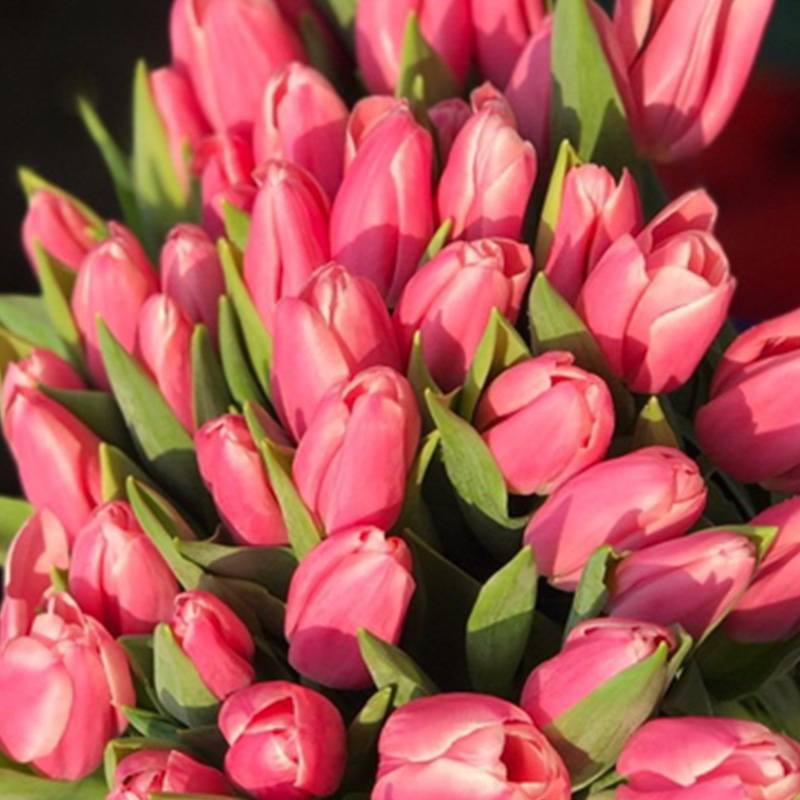 Tulip Milkshake - Hà Lan - Hồng Nhạt 313