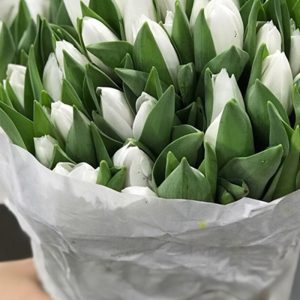 Tulip Royal Virgin - Hà Lan - Trắng 325