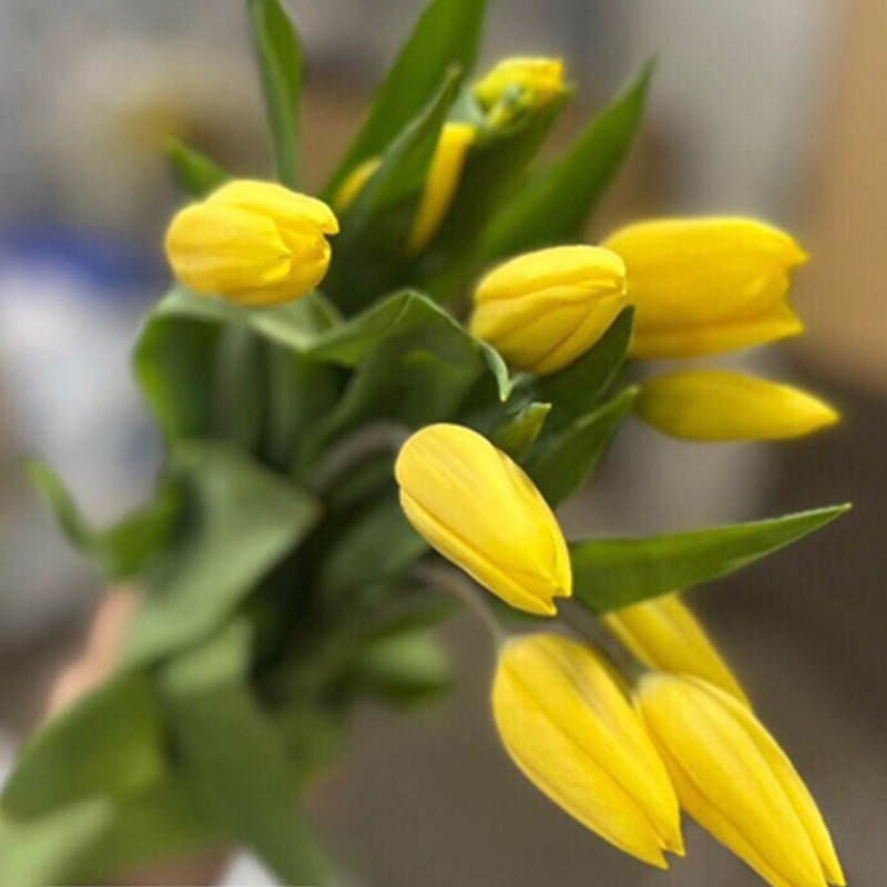 Tulip Yellow Flight - Hà Lan - TLĐ Vàng