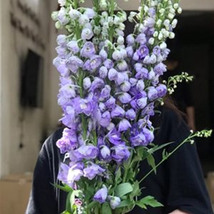 Tiểu Delphin - Côn Minh A