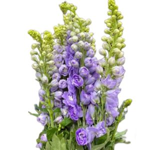 Tiểu Delphin - Côn Minh - Tím A