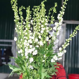 Tiểu Delphin - Côn Minh - Trắng A