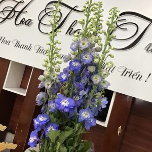 Tiểu Delphin - Côn Minh - Xanh Nhạt A