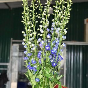 Tiểu Delphin - Côn Minh - Xanh Lam A