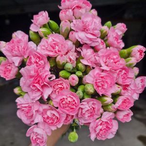 Phăng Chùm - Côn Minh - Hồng A