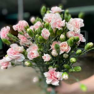 Phăng Chùm - Côn Minh - Hồng Nhạt Thái Tử A