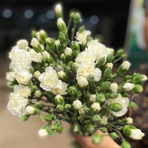 Phăng Chùm - Côn Minh - Trắng A