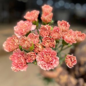 Phăng Đơn - Côn Minh - Café A