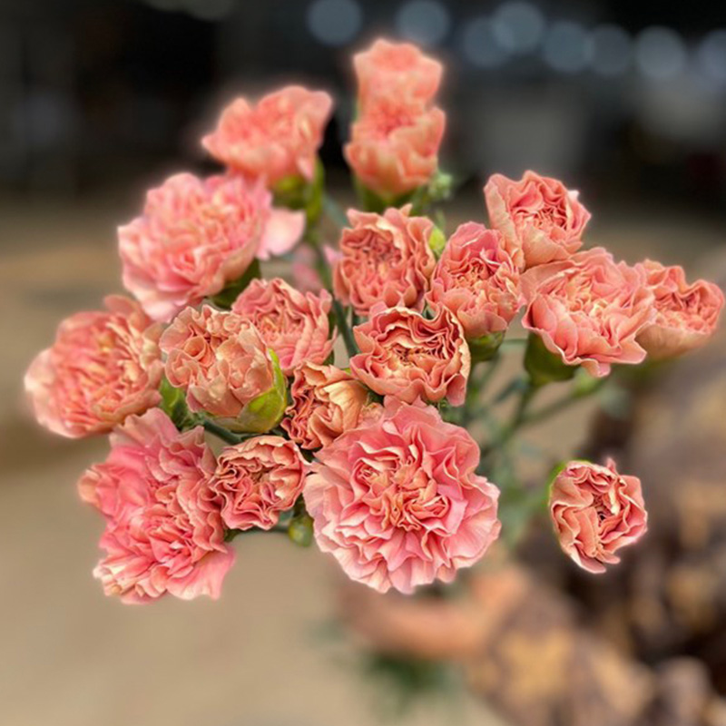 Phăng Đơn - Côn Minh - Café A