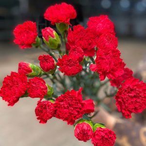 Phăng Đơn - Côn Minh - Đỏ A