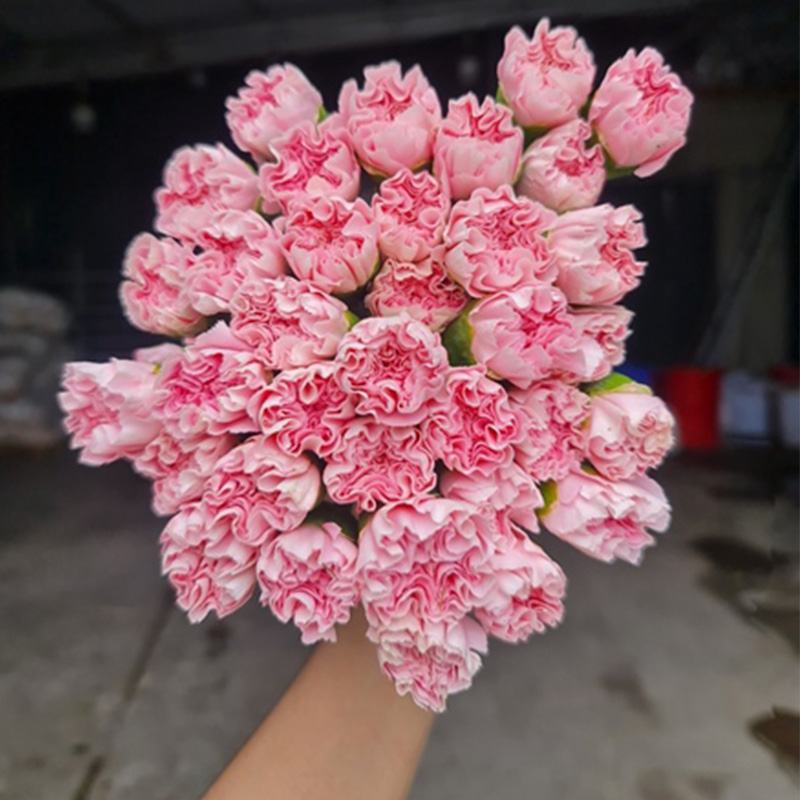 Phăng Đơn - Côn Minh - Hồng A