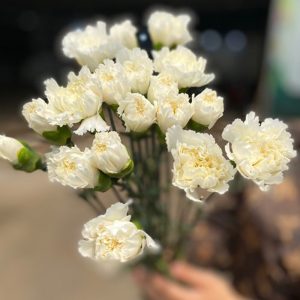 Phăng Đơn - Côn Minh - Trắng A