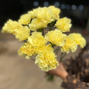 Phăng Đơn - Côn Minh - Vàng A