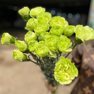 Phăng Đơn - Côn Minh - Xanh A