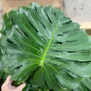 Trầu Bà (Lá xẻ) - Côn Minh A