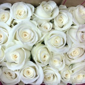 Hồng Đà Lạt Trắng Xoáy