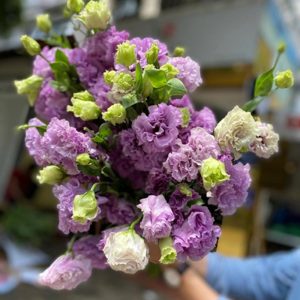 Lan Tường Tím Xoăn