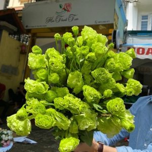 Lan Tường Xanh Xoăn