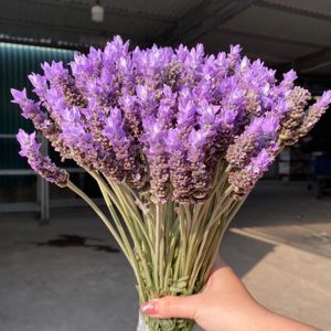 Lavender Đà Lạt