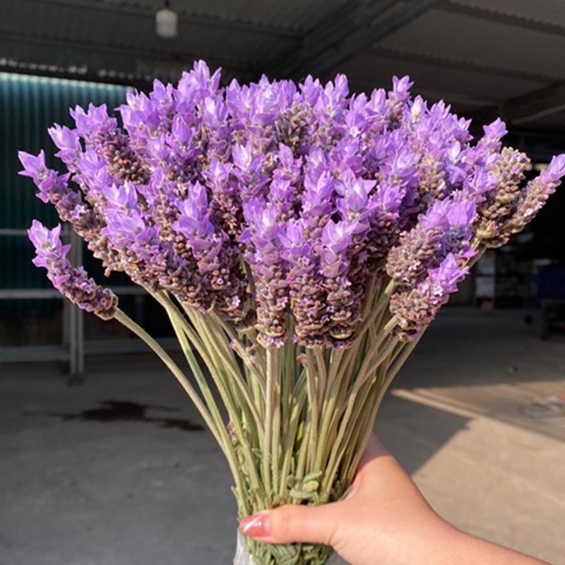 Lavender Đà Lạt
