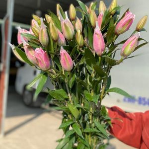 Ly Kép Hồng Isabella 5 tai