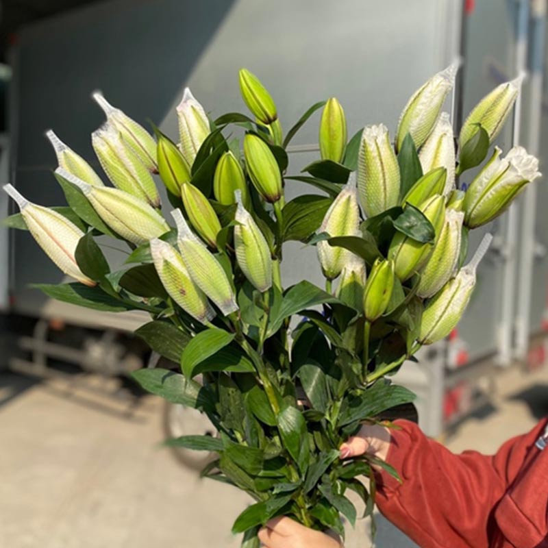 Ly Kép Trắng Aisha 3tai