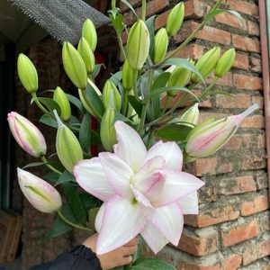 Ly Kép Trắng Viền Hồng Anouska