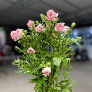 Mao Lương Cánh Bướm Hồng