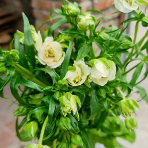 Mao Lương Cánh Bướm Trắng