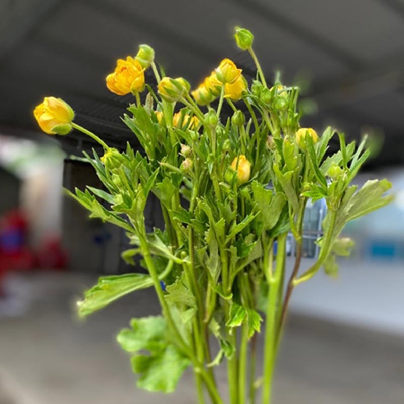 Mao Lương Cánh Bướm Vàng